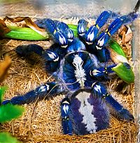 Fauna & Flora: poecilotheria metallica tarantula