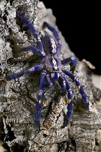 Fauna & Flora: poecilotheria metallica tarantula