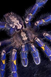 Fauna & Flora: poecilotheria metallica tarantula