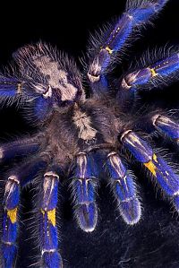 TopRq.com search results: poecilotheria metallica tarantula