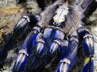 Fauna & Flora: poecilotheria metallica tarantula