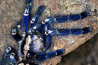 TopRq.com search results: poecilotheria metallica tarantula