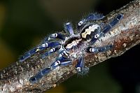 Fauna & Flora: poecilotheria metallica tarantula