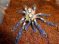 Fauna & Flora: poecilotheria metallica tarantula