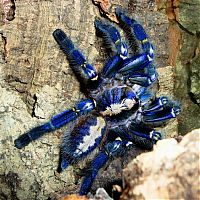 Fauna & Flora: poecilotheria metallica tarantula