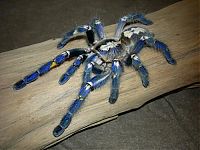 TopRq.com search results: poecilotheria metallica tarantula