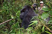 Fauna & Flora: gorilla punched a photographer