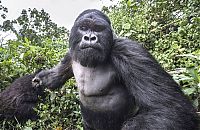 TopRq.com search results: gorilla punched a photographer