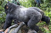 Fauna & Flora: gorilla punched a photographer