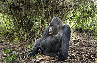 Fauna & Flora: gorilla punched a photographer