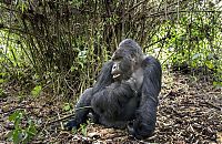 TopRq.com search results: gorilla punched a photographer