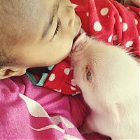 TopRq.com search results: domestic pig pet with a little kid