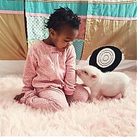 TopRq.com search results: domestic pig pet with a little kid