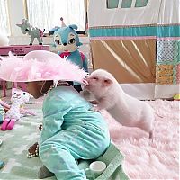 TopRq.com search results: domestic pig pet with a little kid