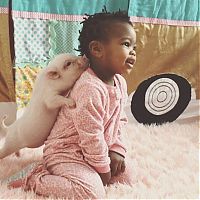 Fauna & Flora: domestic pig pet with a little kid