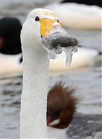 Fauna & Flora: rescuing swan with a frozen beak
