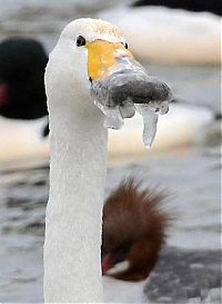 TopRq.com search results: rescuing swan with a frozen beak