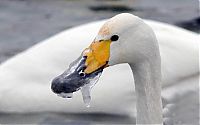 Fauna & Flora: rescuing swan with a frozen beak