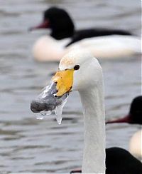 Fauna & Flora: rescuing swan with a frozen beak