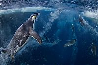 TopRq.com search results: Wildlife photography by Paul Nicklen