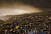 Fauna & Flora: Wildlife photography by Paul Nicklen