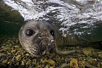 Fauna & Flora: Wildlife photography by Paul Nicklen