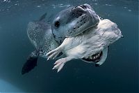 Fauna & Flora: Wildlife photography by Paul Nicklen