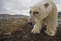 Fauna & Flora: Wildlife photography by Paul Nicklen