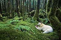 Fauna & Flora: Wildlife photography by Paul Nicklen