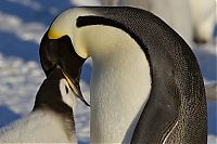 Fauna & Flora: Wildlife photography by Paul Nicklen