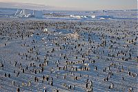 TopRq.com search results: Wildlife photography by Paul Nicklen