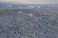 Fauna & Flora: Wildlife photography by Paul Nicklen