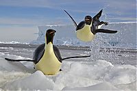 Fauna & Flora: Wildlife photography by Paul Nicklen