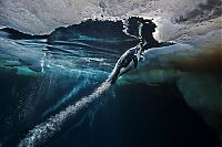 Fauna & Flora: Wildlife photography by Paul Nicklen