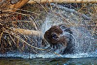 Fauna & Flora: Wildlife photography by Paul Nicklen