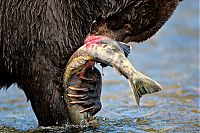 Fauna & Flora: Wildlife photography by Paul Nicklen