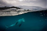 Fauna & Flora: Wildlife photography by Paul Nicklen