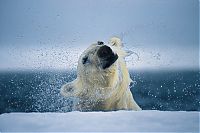 Fauna & Flora: Wildlife photography by Paul Nicklen