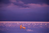 TopRq.com search results: Wildlife photography by Paul Nicklen
