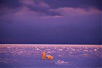 Fauna & Flora: Wildlife photography by Paul Nicklen