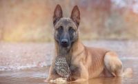 Fauna & Flora: owl and dog friends