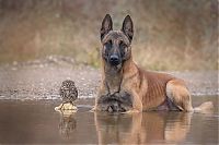 Fauna & Flora: owl and dog friends