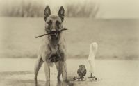 Fauna & Flora: owl and dog friends