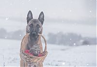 Fauna & Flora: owl and dog friends