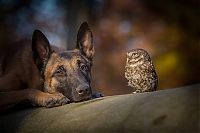 Fauna & Flora: owl and dog friends