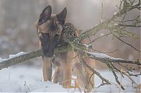 Fauna & Flora: owl and dog friends