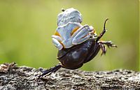 TopRq.com search results: frog riding a beetle