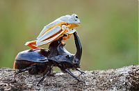 frog riding a beetle
