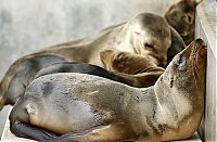 Fauna & Flora: rescuing young sea lion pups