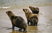 Fauna & Flora: rescuing young sea lion pups